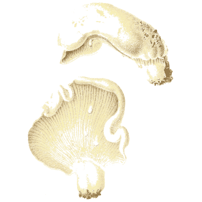 Pale wavy-capped mushroom - Icones Mycologicae - 1905