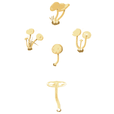 Tiny pale mushrooms 02 - Icones Mycologicae - 1905