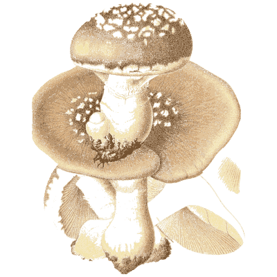 Blusher or panther cap - Icones Mycologicae - 1905