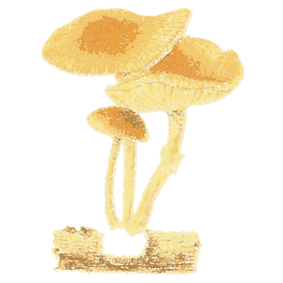 Tufted yellow mushrooms on wood - Icones Mycologicae - 1905