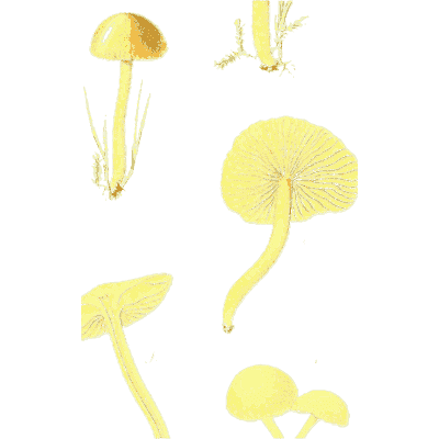Small yellow mushrooms - Icones Mycologicae - 1905