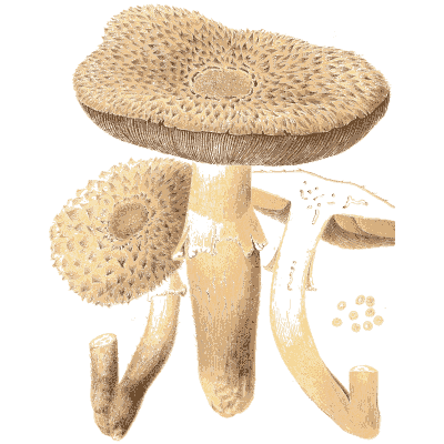Shaggy brown mushrooms - Icones Mycologicae - 1905