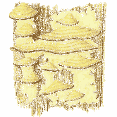 Shelf fungi on bark - Icones Mycologicae - 1905