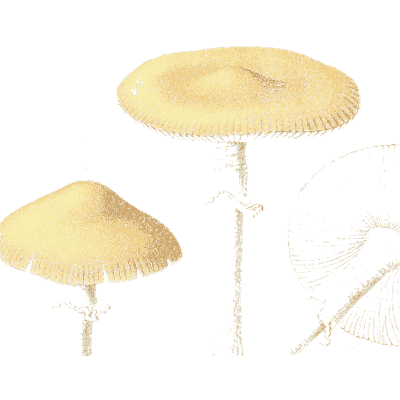 Tan cap mushrooms - Icones Mycologicae - 1905
