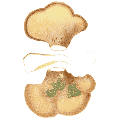 Brown cup fungus - Icones Mycologicae - 1905