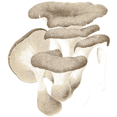 Oyster mushroom cluster - Icones Mycologicae - 1905