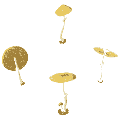 Small tan mushrooms - Icones Mycologicae - 1905