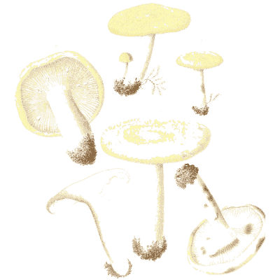 Pale mushrooms with sections - Icones Mycologicae - 1905