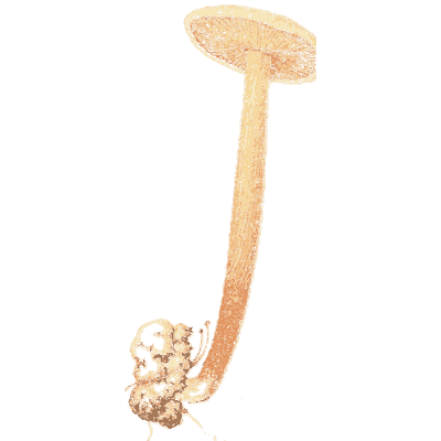 Tall pink-stemmed mushroom - Icones Mycologicae - 1905