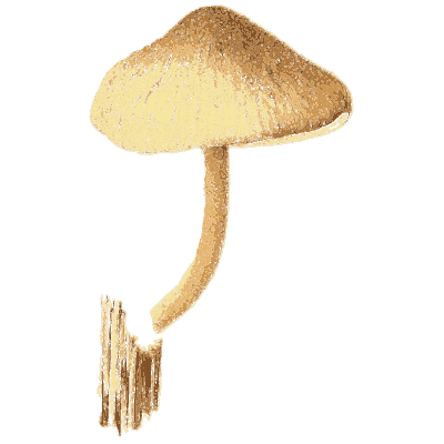 Brown conical mushroom on wood - Icones Mycologicae - 1905