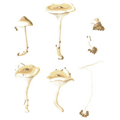 Slender pale mushrooms - Icones Mycologicae - 1905