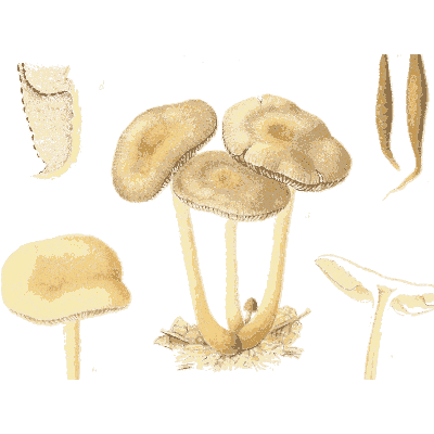 Tan mushroom cluster - Icones Mycologicae - 1905