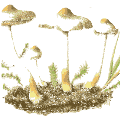Mushrooms in grass - Icones Mycologicae - 1905