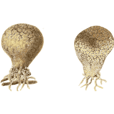 Puffballs - Icones Mycologicae - 1905