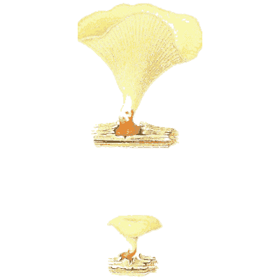 Yellow fan-shaped fungus - Icones Mycologicae - 1905