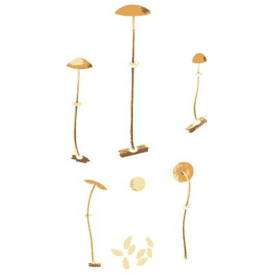Long-stemmed tiny mushrooms - Icones Mycologicae - 1905