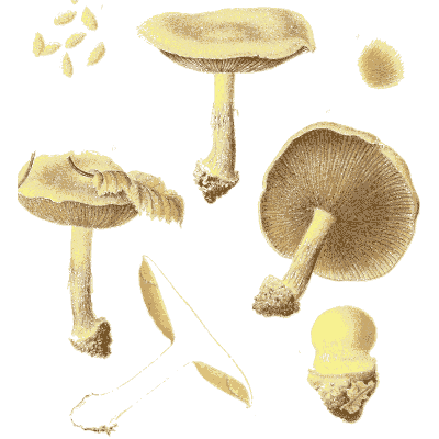 Brown mushrooms with gill views - Icones Mycologicae - 1905