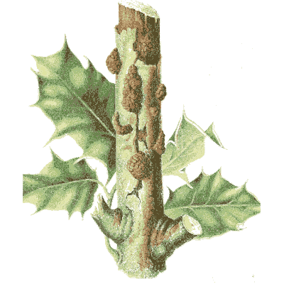 Fungus on holly stem - Icones Mycologicae - 1905