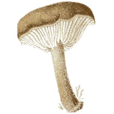 Dark-capped mushroom - Icones Mycologicae - 1905