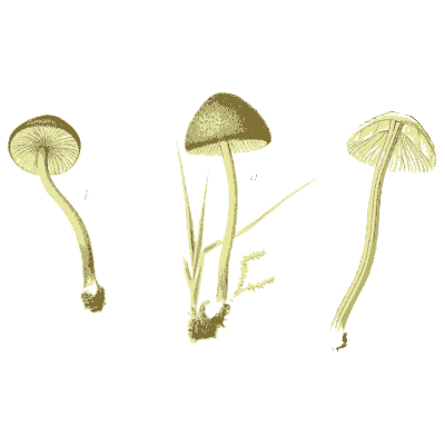 Slender olive mushrooms - Icones Mycologicae - 1905