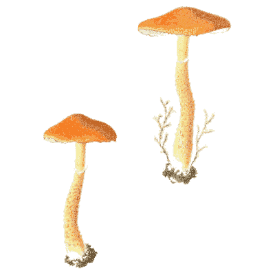Orange-capped mushrooms - Icones Mycologicae - 1905
