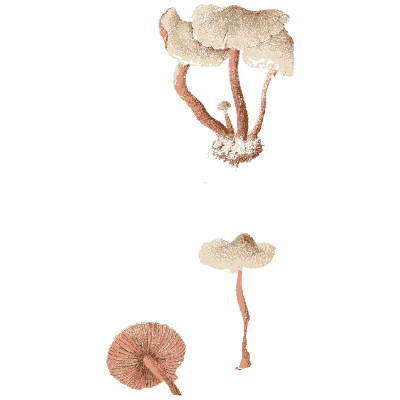 Pinkish-brown mushroom cluster - Icones Mycologicae - 1905