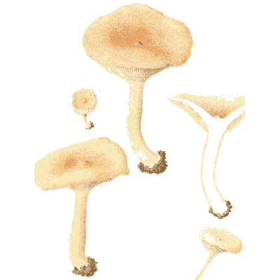 Pale funnel mushrooms - Icones Mycologicae - 1905