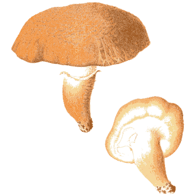 Orange bolete - Icones Mycologicae - 1905