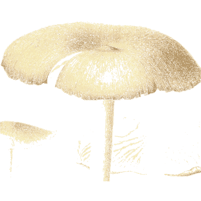 Large pale funnel cap - Icones Mycologicae - 1905