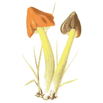 Orange and olive waxcaps - Icones Mycologicae - 1905