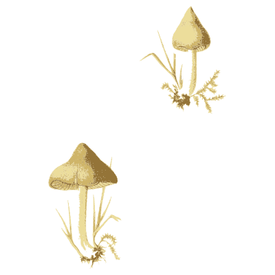 Olive conical toadstools in grass - Icones Mycologicae - 1905