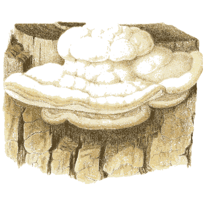 White bracket fungus on a stump - Icones Mycologicae - 1905