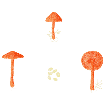 Scarlet waxcaps 02 - Icones Mycologicae - 1905