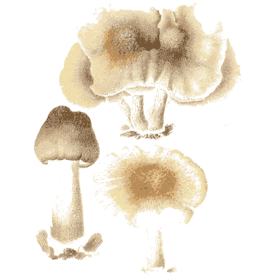 Brown mushrooms at several ages - Icones Mycologicae - 1905