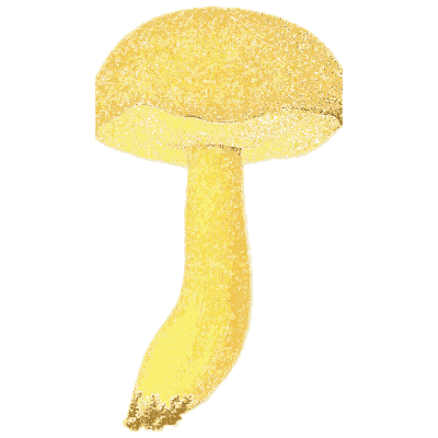Yellow bolete - Icones Mycologicae - 1905