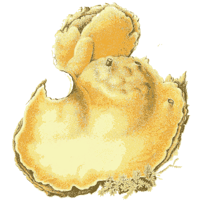 Yellow brain-like fungus - Icones Mycologicae - 1905