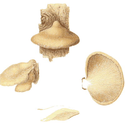 Tan bracket fungi on wood - Icones Mycologicae - 1905