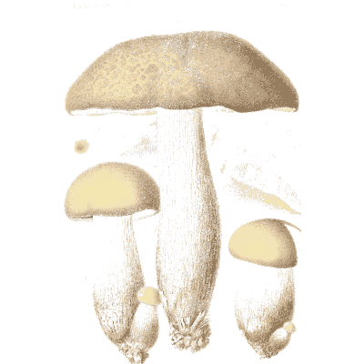 White mushroom group - Icones Mycologicae - 1905