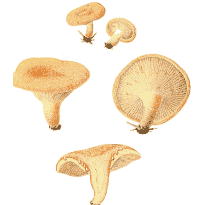 Orange milk caps 02 - Icones Mycologicae - 1905