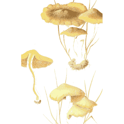 Tawny mushroom tufts - Icones Mycologicae - 1905