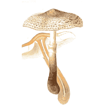 Scaly parasol mushroom - Icones Mycologicae - 1905