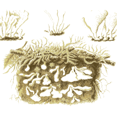 Fungus in soil section - Icones Mycologicae - 1905