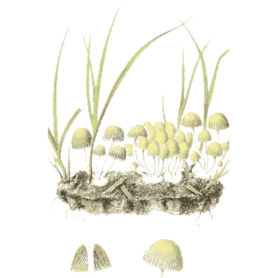 Tiny mushrooms among grass - Icones Mycologicae - 1905