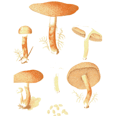 Orange mushrooms various 01 - Icones Mycologicae - 1905