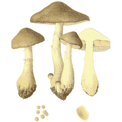 Brown mushroom group - Icones Mycologicae - 1905