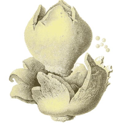 Earthstar - Icones Mycologicae - 1905