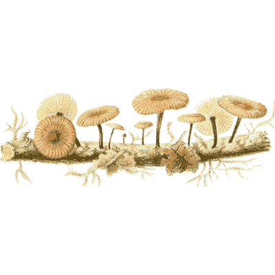 Small mushrooms on a twig - Icones Mycologicae - 1905