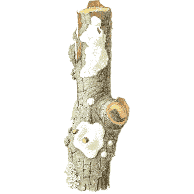Fungus on branch - Icones Mycologicae - 1905