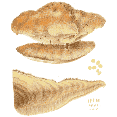 Brown bracket fungus 01 - Icones Mycologicae - 1905