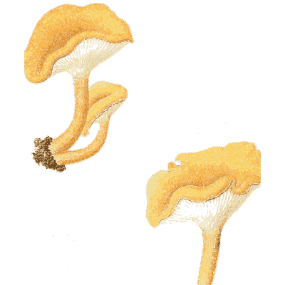 Orange chanterelle-like fungi - Icones Mycologicae - 1905